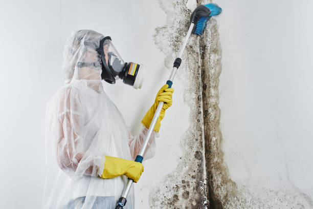 Trusted Spring Lake, NC Mold Remediation Experts